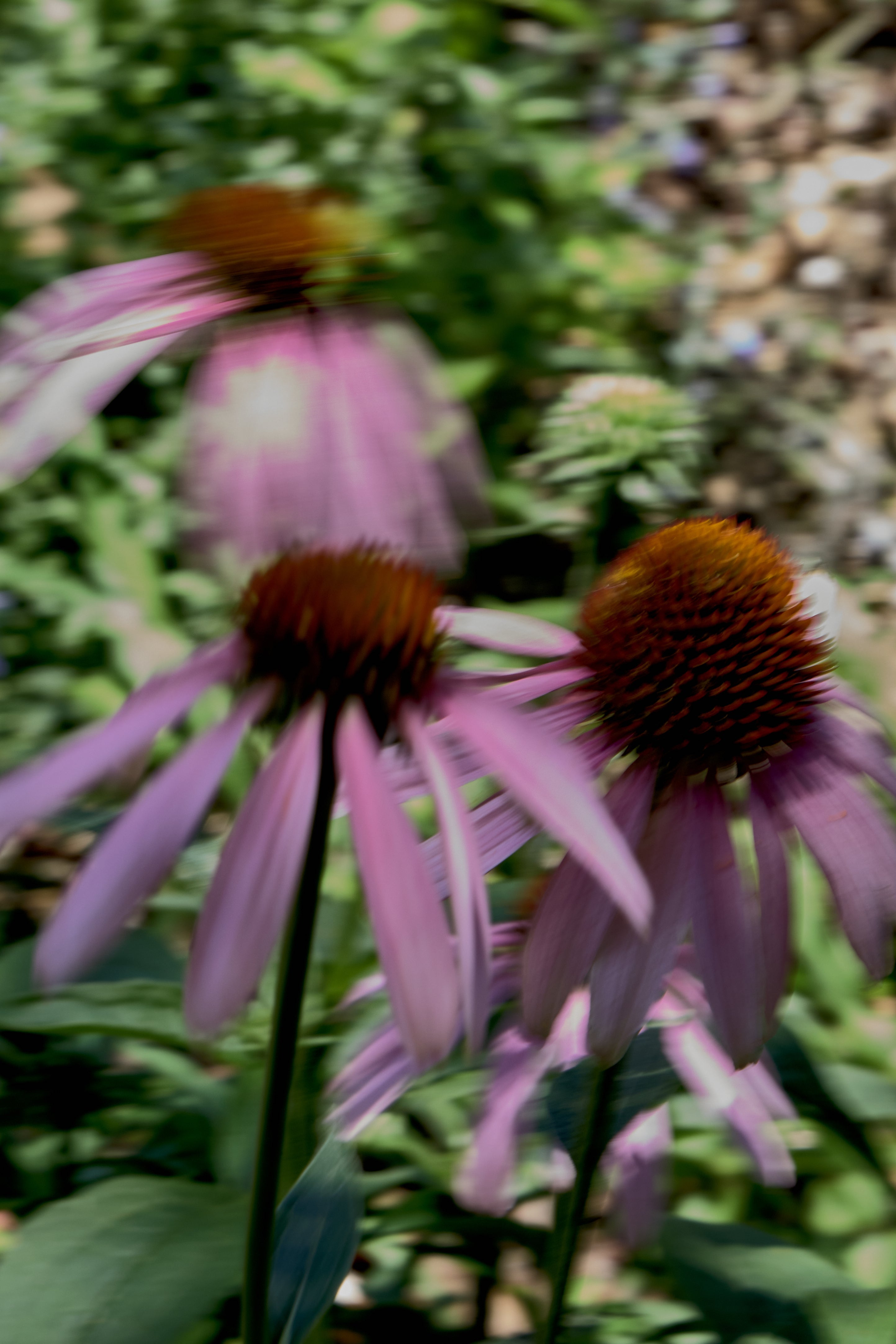 Soft-focus close-up of purple coneflowers (echinacea) in a sunlit garden, captured with intentional motion blur to create a dreamy, artistic botanical scene with natural green foliage in the background.