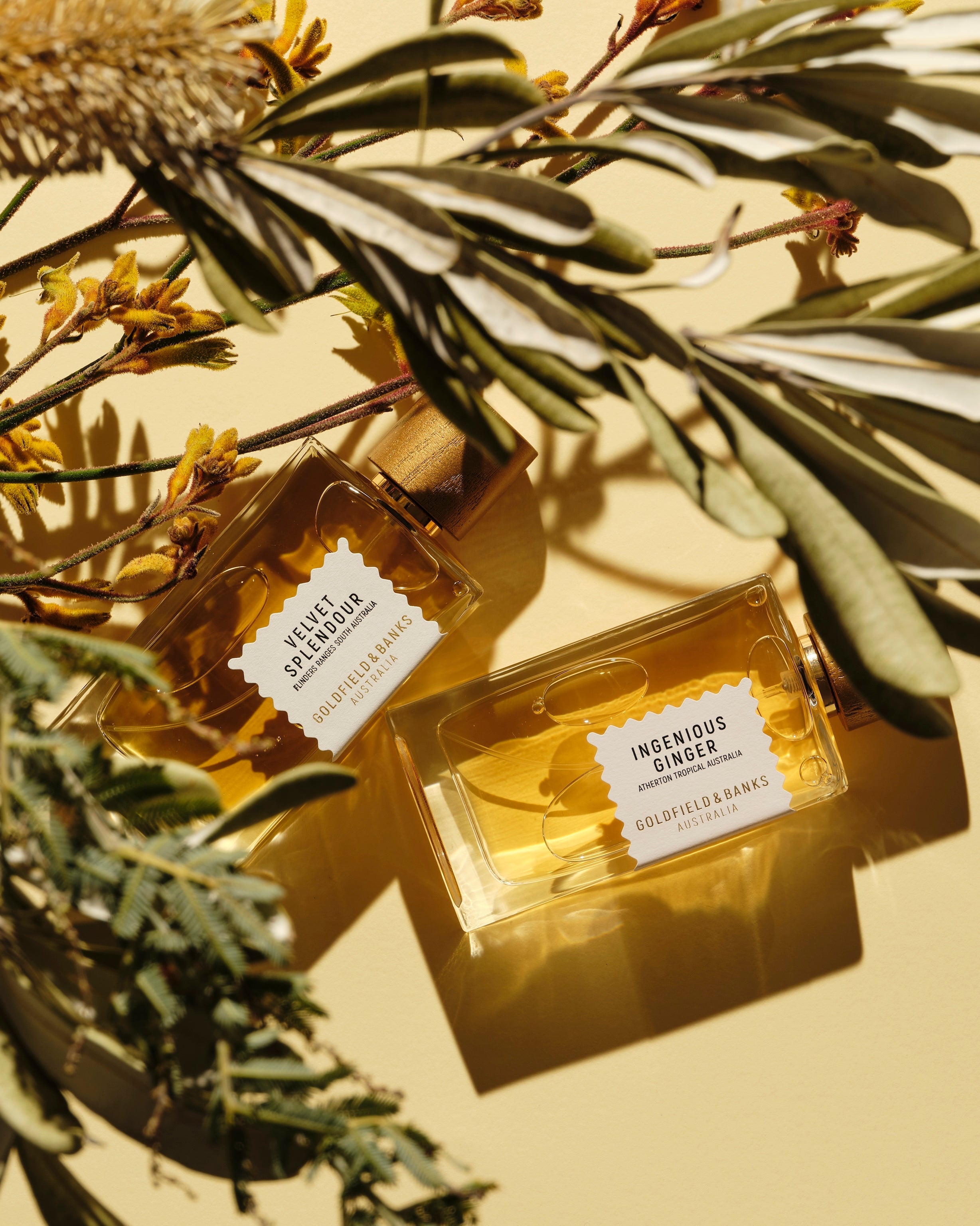 Goldfield & Banks fragrance bottles of Ingenious Ginger and Velvet Splendour surrounded by Australian native botanicals, warm sunlight, and natural shadows, showcasing luxury Australian perfumes inspired by nature.