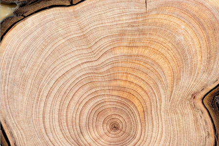 Sandalwood Stories: The Golden Heart of Australian Woody Fragrances