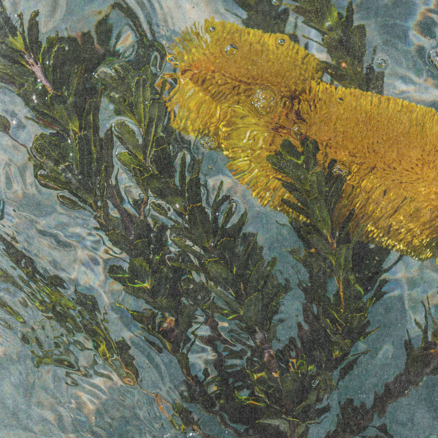 Banksia flower emerging from coastal waters, showcasing the unique beauty of Australia's native botanicals.