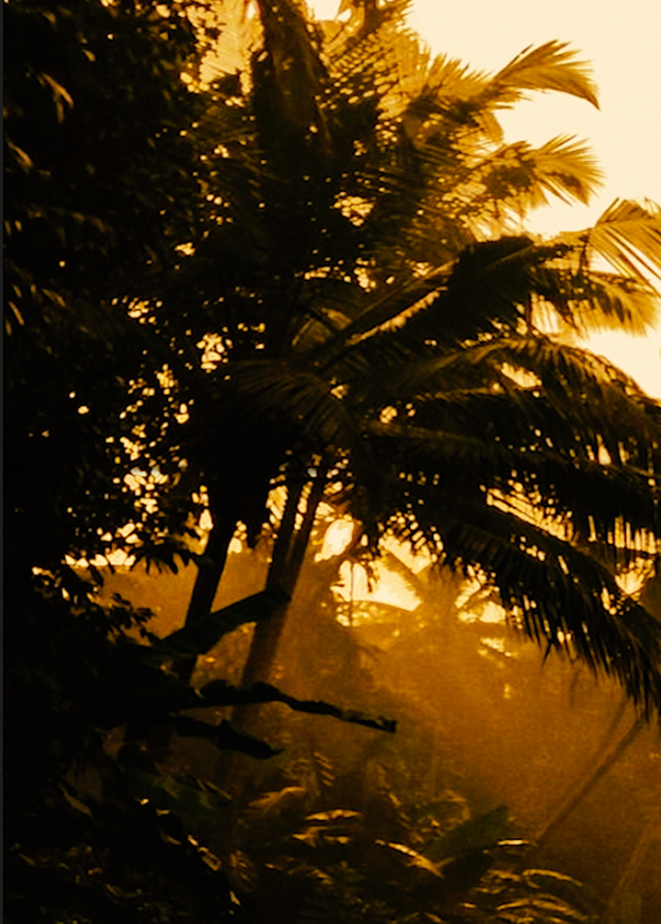 Golden sunlight filtering through tropical palm trees in a lush rainforest, evoking warm exotic fragrance inspiration.