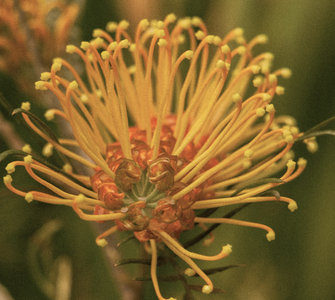 7 Native Australian Botanicals in Luxury Perfumes