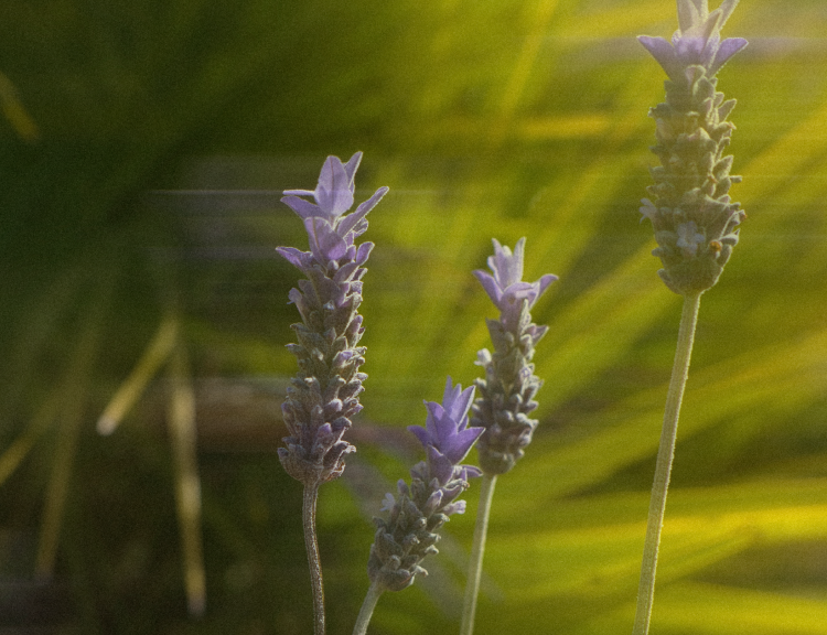10ml Edit for Mothers Day Travel Spray Goldfield and Banks Purple lavender flowers with a blurred green background