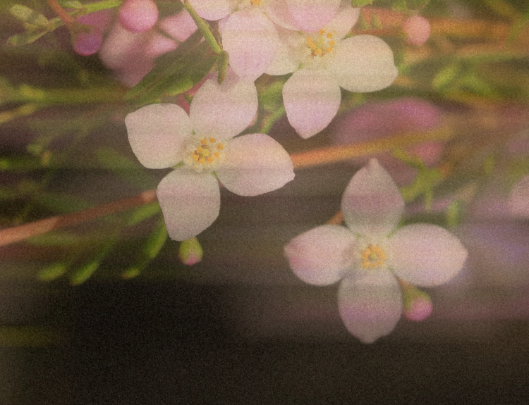Little Luxuries Gift Edit Mothers Day Gift Guide - Close-up of pink flowers with a blurred background